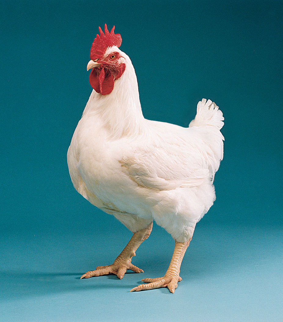  Contoh  Proposal Usaha Peternakan  Ayam Boiler Dunia Proposal