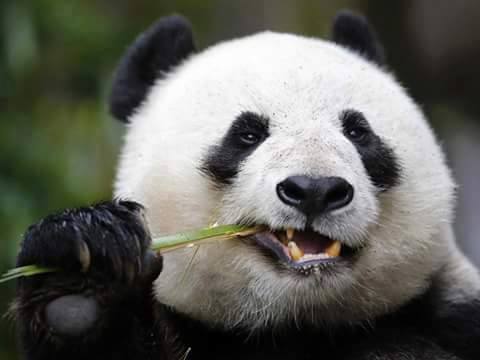Animals, The calm of panda 