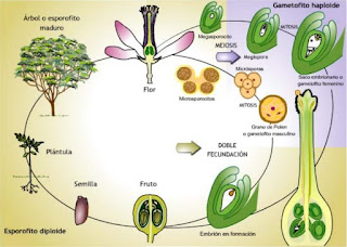  La reproducción de las plantas