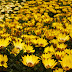 Yellow flowers - 550d eos canon