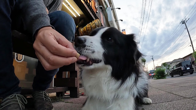 保護犬 ボーダーコリー トーマ