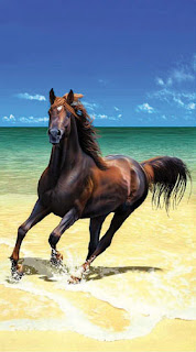 Horse Wallpapers