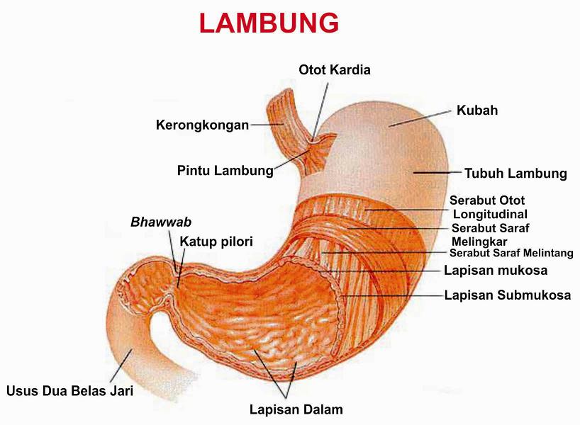 Sistem Pencernaan Pada Manusia Lengkap Gambar  dan  