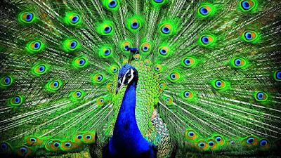 10 Lines on Peacock in English | Few Important Lines on Peacock in English