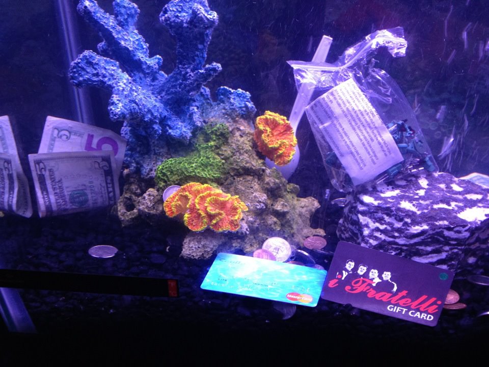 Durbin Diary: V... Very Interesting Fish Tank Decorations