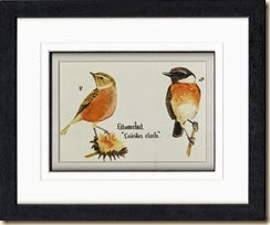 Stonechat561-001