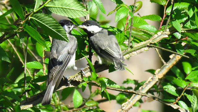 Chickadee Fledge Feeding