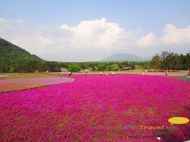 富士芝櫻祭