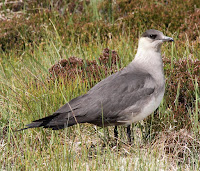 Parasitic Jaeger – Handa Island, Northern Highlands, Scotland – June 4, 2012 – Donald Macauley