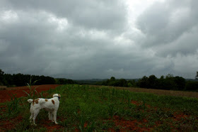 Dog looking at cloudy sky