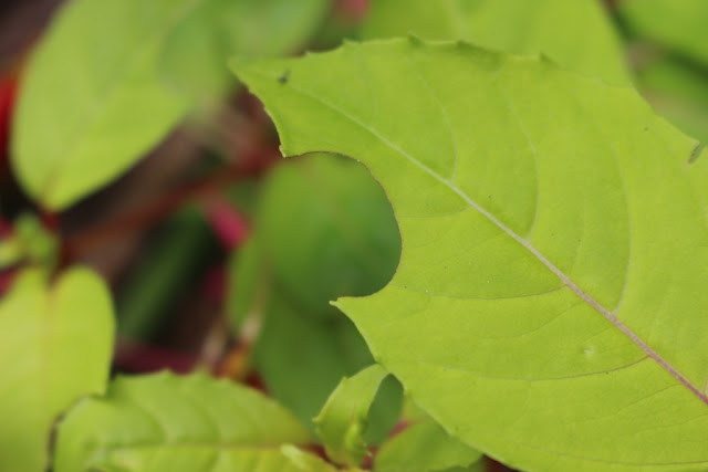 Is Jaws in the Garden? Evidence of leaf cutter bee activity on Fuchsia 'Genii' makes it look that way ;) 