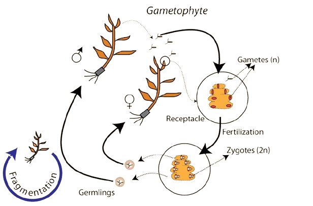 Reproduction in sargassum life cycle of sargassum ppt, life cycle of sargassum pdf, Reproduction in sargassum life cycle of sargassum, structure of
