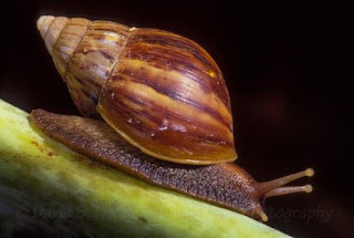 manfaat bekicot unruk kesehatan dan kandungan kimia bekicot. Kandungan kimiawi pada lendir bekicot antara lain proteoglikan berupa Achasin, glikosaminoglikan berupa Acharan sulfat, enzim glikoprotein, asam hyaluronic, peptida tembaga ,peptida antibikroba dan ion logam (Thomas,2013). manfaat dari lendir bekici=ot ini untuk menyembuhkan luka. yang paling berguna dalam kandungan lendir bekicot adalah Achasin Acharan Sulfat.