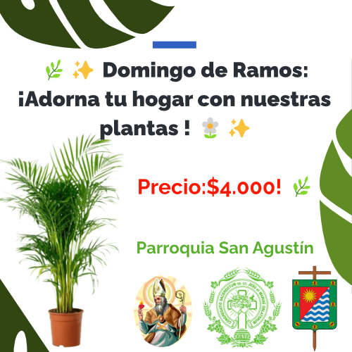 Venta del Nuestra hermosa planta para el domingo de ramos 2024