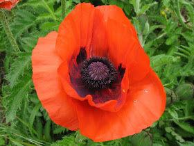 A poppy in Pembrokeshire