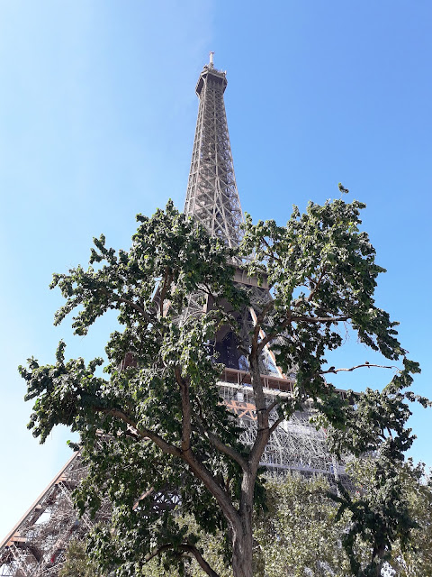 Eiffel tower partly hidden behind tree