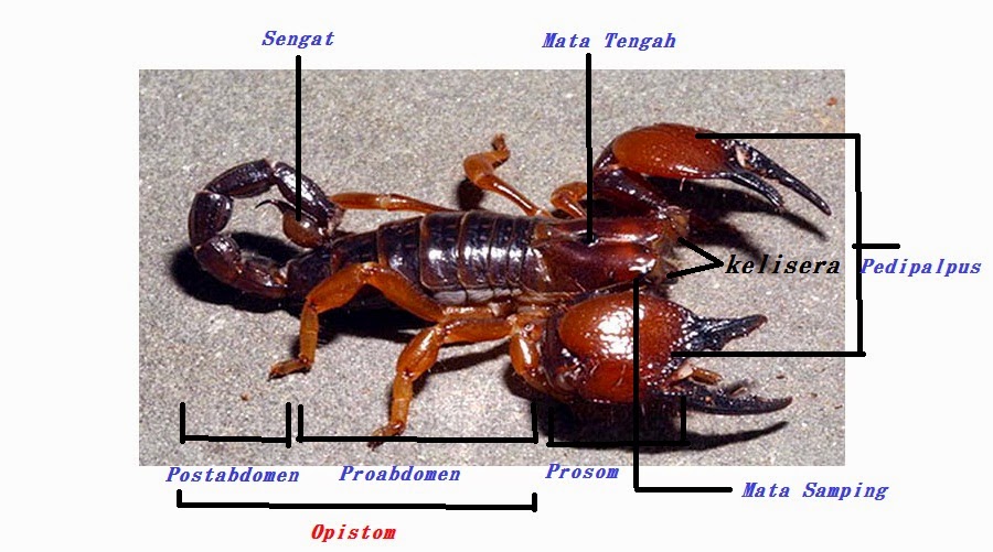 Satria buah Deskripsi Ordo Scorpionidae Kalajengking  