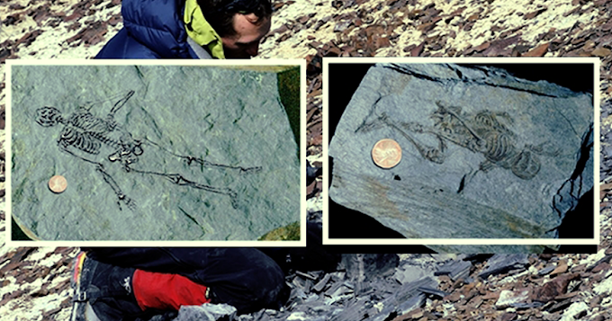 Ancient Fossils of Tiny Humanoids Discovered in Antarctica   