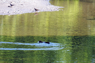 Mink seen in Lower Highland Creek Park