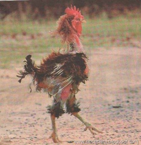 galinha estropiada