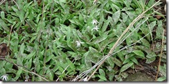 Spring09 007