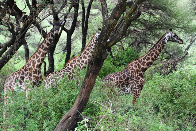 Lake Manyara