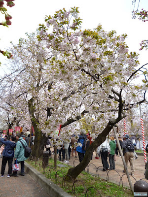 造幣局桜の通り抜け