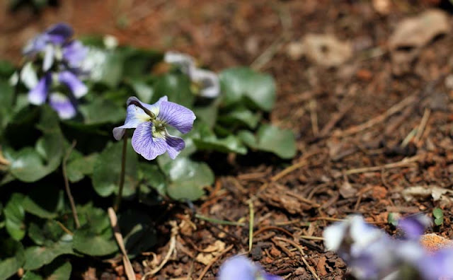 Labrador Violet Flowers