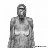 Foto Manusia Purba Tertua Bantah Gambar Teori Evolusi Darwin Monyet Simpanse Bukan Nenek Moyang Kita