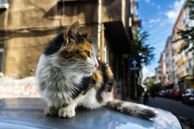 rasimpaşa yeldeğirmeni sokak