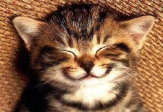 Χαρούμενο γατάκι που ξαπλώνει χαμογελώντας