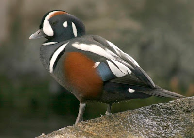 Harlequin Duck