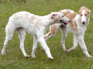 Borzoi Dog Wallpapers