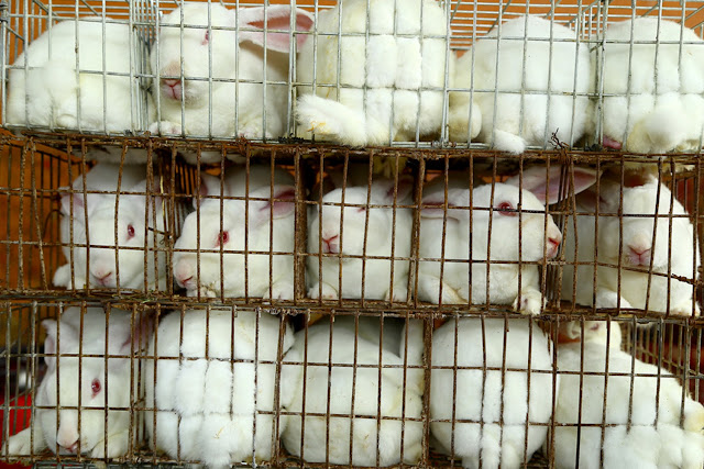 Chinese 'House of Horrors' where 10,000 rabbits are skinned EVERY DAY