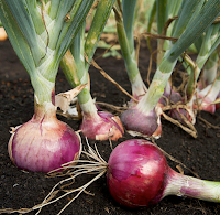 Red-Onion-for-acne