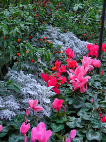 Allan Gardens Conservatory Christmas Flower Show 2013 red cyclamen by garden muses: a Toronto gardening blog