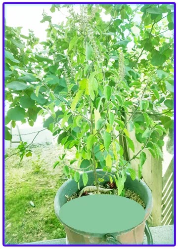 vastu tips-tulsi ghar me kab lagani chahiye 