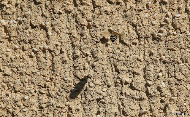 Abeille volant contre un mur