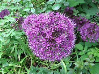 Allium