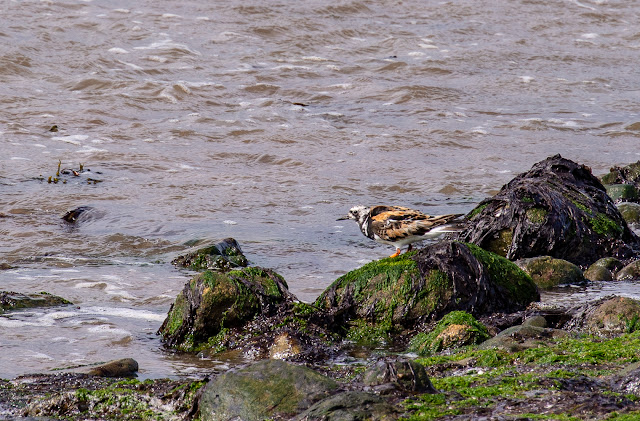 Photo of a turnstone on the beach at Maryport