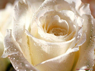 flowers wallpapers roses. flowers roses white. wallpaper