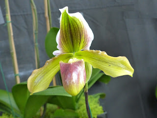 Paphiopedilum maudiae x Paphiopedilum Enzan Jolly Roger