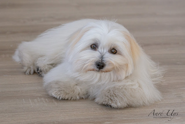 Coton de Tulear Dog Breed