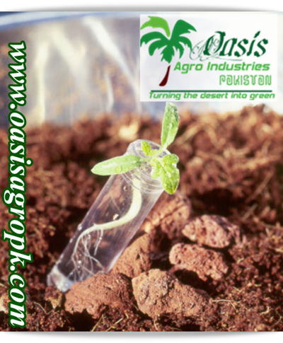 Plant growth stage in Hydroponics Garden