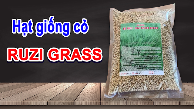 Mua hạt giống cỏ ruzi ở đâu