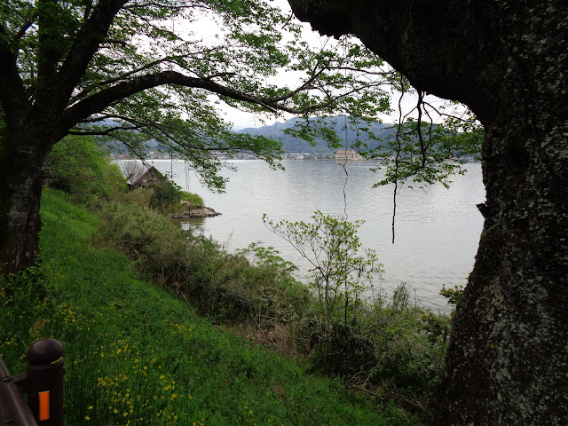 この桜並木からの東郷湖　満開のころ来てみたい