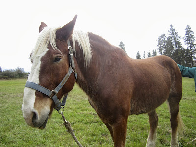 Chestnut Belgian draft horse in field