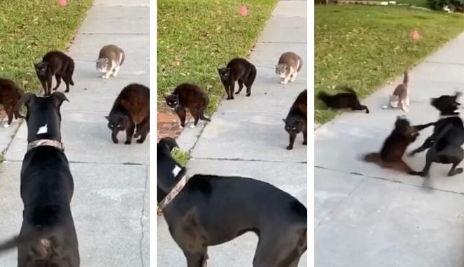Anjing Syok Saat Masuk Wilayah Kucing, Salah Satunya Keluarkan 