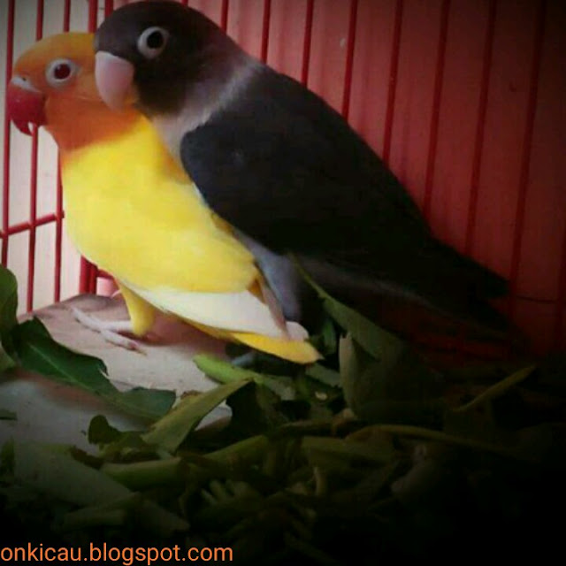 gambar lovebird jantan dan betina melakukan perkawinan