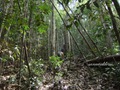 Teluk_Limau_trail_Bako_National_Park_47